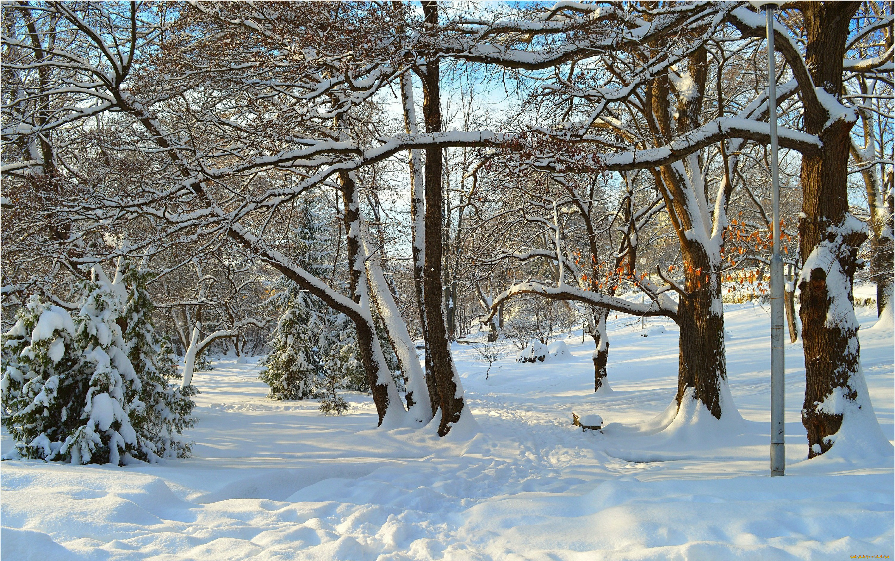 , , trees, snow, park, winter, , , , 